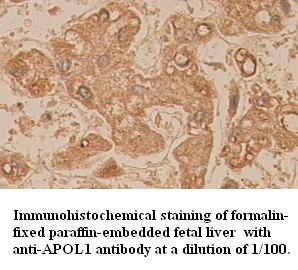 APOL1 / Apolipoprotein L Antibody