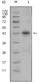 APOL1 / Apolipoprotein L Antibody - Western blot using APOL1 mouse monoclonal antibody against human plasma (1).