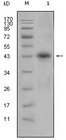 APOL1 / Apolipoprotein L Antibody - Western blot using APOL1 mouse monoclonal antibody against human plasma (1).