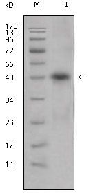 APOL1 / Apolipoprotein L Antibody - Apolipoprotein L1 Antibody in Western Blot (WB)