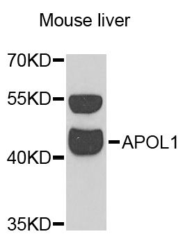 APOL1 / Apolipoprotein L Antibody - Western blot analysis of extracts of mouse liver, using APOL1 antibody at 1:1000 dilution. The secondary antibody used was an HRP Goat Anti-Rabbit IgG (H+L) at 1:10000 dilution. Lysates were loaded 25ug per lane and 3% nonfat dry milk in TBST was used for blocking. An ECL Kit was used for detection and the exposure time was 90s.