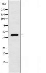 APOL1 / Apolipoprotein L Antibody - Western blot analysis of extracts of A549 cells using APOL1 antibody.