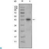 APOL1 / Apolipoprotein L Antibody - Western Blot (WB) analysis using ApoL1 Monoclonal Antibody against human plasma (1).