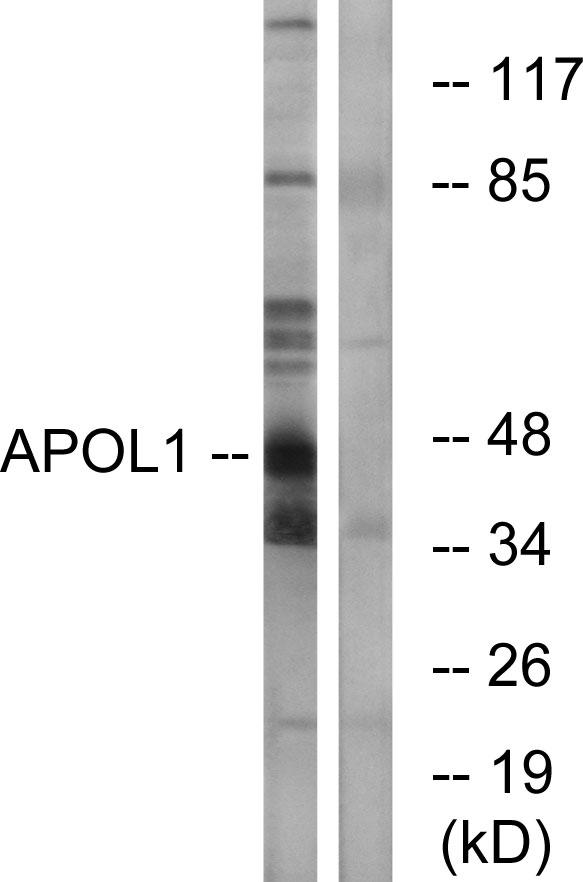 APOL1 / Apolipoprotein L Antibody - Western blot analysis of extracts from A549 cells, using APOL1 antibody.