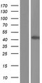 APOL1 / Apolipoprotein L Protein - Western validation with an anti-DDK antibody * L: Control HEK293 lysate R: Over-expression lysate