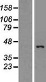 APOL1 / Apolipoprotein L Protein - Western validation with an anti-DDK antibody * L: Control HEK293 lysate R: Over-expression lysate