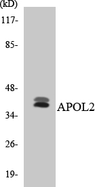 APOL2 / Apolipoprotein L 2 Antibody - Western blot analysis of the lysates from HT-29 cells using APOL2 antibody.