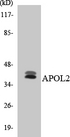 APOL2 / Apolipoprotein L 2 Antibody - Western blot analysis of the lysates from HT-29 cells using APOL2 antibody.