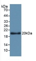 APOL2 / Apolipoprotein L 2 Antibody - Western Blot; Sample: Recombinant APOL2, Human.