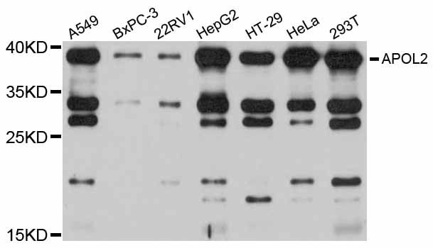 APOL2 / Apolipoprotein L 2 Antibody - Western blot analysis of extracts of various cell lines, using APOL2 antibody at 1:1000 dilution. The secondary antibody used was an HRP Goat Anti-Rabbit IgG (H+L) at 1:10000 dilution. Lysates were loaded 25ug per lane and 3% nonfat dry milk in TBST was used for blocking. An ECL Kit was used for detection and the exposure time was 90s.