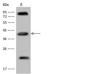 APOL2 / Apolipoprotein L 2 Antibody - Anti-APOL2 rabbit polyclonal antibody at 1:500 dilution. Lane A: U-251 MG Whole Cell Lysate. Lysates/proteins at 30 ug per lane. Secondary: Goat Anti-Rabbit IgG (H+L)/HRP at 1/10000 dilution. Developed using the ECL technique. Performed under reducing conditions. Predicted band size: 37 kDa. Observed band size: 37 kDa. (We are unsure as to the identity of these extra bands.)
