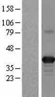 APOL2 / Apolipoprotein L 2 Protein - Western validation with an anti-DDK antibody * L: Control HEK293 lysate R: Over-expression lysate