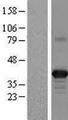 APOL2 / Apolipoprotein L 2 Protein - Western validation with an anti-DDK antibody * L: Control HEK293 lysate R: Over-expression lysate