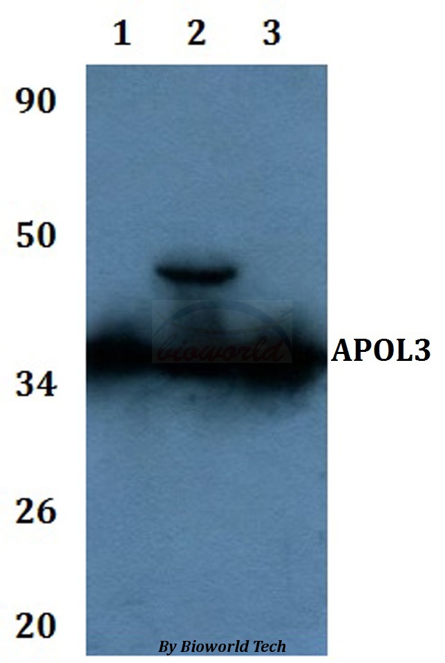 APOL3 / Apolipoprotein L 3 Antibody - Western blot of APOL3 antibody at 1:500 dilution Line1:A549 whole cell lysate Line2:PC12 whole cell lysate Line3:sp20 whole cell lysate.