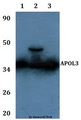 APOL3 / Apolipoprotein L 3 Antibody - Western blot of APOL3 antibody at 1:500 dilution Line1:A549 whole cell lysate Line2:PC12 whole cell lysate Line3:sp20 whole cell lysate.