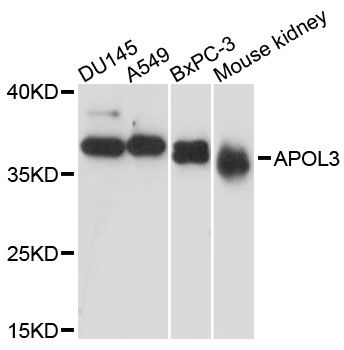 APOL3 / Apolipoprotein L 3 Antibody - Western blot analysis of extracts of various cell lines, using APOL3 antibody at 1:3000 dilution. The secondary antibody used was an HRP Goat Anti-Rabbit IgG (H+L) at 1:10000 dilution. Lysates were loaded 25ug per lane and 3% nonfat dry milk in TBST was used for blocking. An ECL Kit was used for detection and the exposure time was 30s.