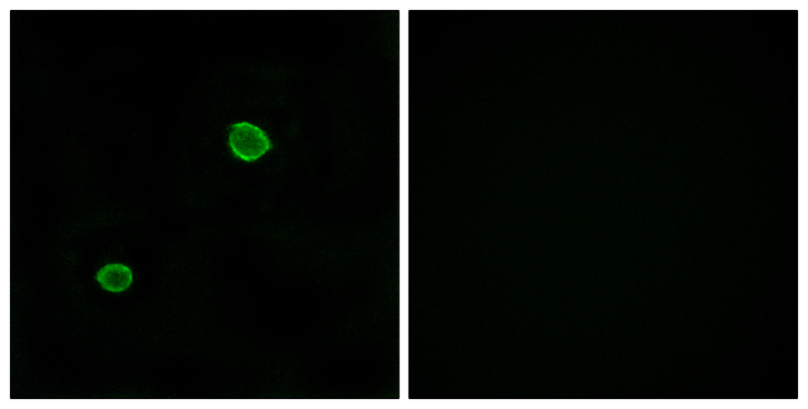 APOL4 / Apolipoprotein L 4 Antibody - Immunofluorescence analysis of MCF7 cells, using APOL4 Antibody. The picture on the right is blocked with the synthesized peptide.