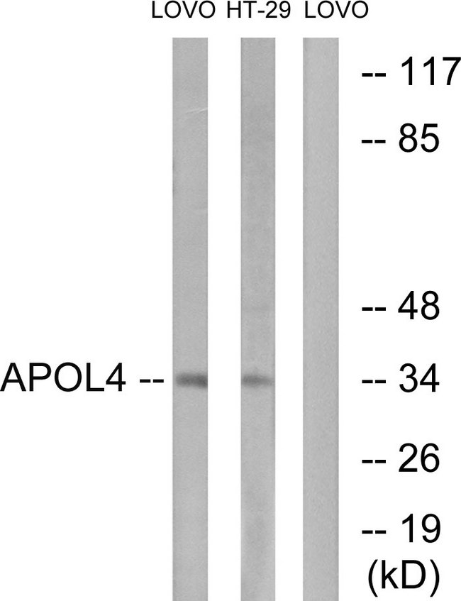 APOL4 / Apolipoprotein L 4 Antibody - Western blot analysis of lysates from LOVO and HT-29 cells, using APOL4 Antibody. The lane on the right is blocked with the synthesized peptide.