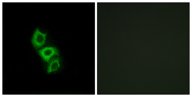 APOL5 / Apolipoprotein L 5 Antibody - Immunofluorescence analysis of A549 cells, using APOL5 Antibody. The picture on the right is blocked with the synthesized peptide.