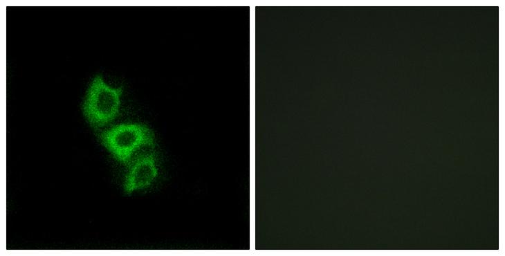 APOL5 / Apolipoprotein L 5 Antibody - Peptide - + Immunofluorescence analysis of A549 cells, using APOL5 antibody.