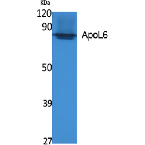 APOL6 / Apolipoprotein L 6 Antibody - Western blot of ApoL6 antibody