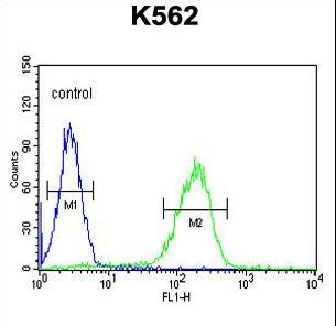 APOL6 / Apolipoprotein L 6 Antibody - APOL6 Antibody flow cytometry of K562 cells (right histogram) compared to a negative control cell (left histogram). FITC-conjugated goat-anti-rabbit secondary antibodies were used for the analysis.