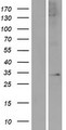 APOLD1 / Apolipoprotein L D1 Protein - Western validation with an anti-DDK antibody * L: Control HEK293 lysate R: Over-expression lysate