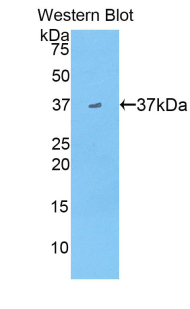 Apolipoprotein A-II Antibody - Western blot of recombinant APOA2 / Apolipoprotein A II.  This image was taken for the unconjugated form of this product. Other forms have not been tested.