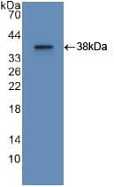 Apolipoprotein A-II Antibody - Western Blot; Sample: Recombinant APOA2, Human.