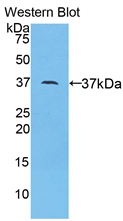 Apolipoprotein A-II Antibody - Western Blot; Sample: Recombinant protein.