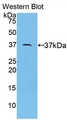 Apolipoprotein A-II Antibody - Western Blot; Sample: Recombinant protein.