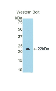 Apolipoprotein A-V Antibody - Western blot of recombinant Apolipoprotein A5 / APOA5.  This image was taken for the unconjugated form of this product. Other forms have not been tested.