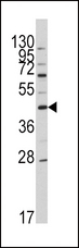Apolipoprotein A-V Antibody - Western blot of anti-APOA5 Antibody in HL60 cell line lysates (35 ug/lane). APOA5(arrow) was detected using the purified antibody.