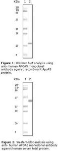 Apolipoprotein A-V Antibody