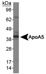 Apolipoprotein A-V Antibody - ApoA5 Antibody - Western blot of ApoA5 in HepG2 lysates.  This image was taken for the unconjugated form of this product. Other forms have not been tested.