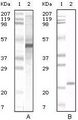Apolipoprotein A-V Antibody - Apolipoprotein A5 Antibody in Western Blot (WB)