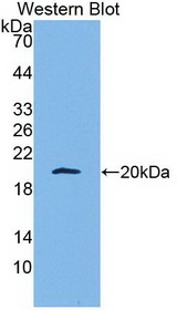 Apolipoprotein A-V Antibody - Western Blot; Sample: Recombinant protein.
