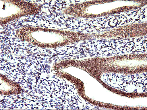 Apolipoprotein A-V Antibody - IHC of paraffin-embedded Human endometrium tissue using anti-APOA5 mouse monoclonal antibody. (Heat-induced epitope retrieval by 1 mM EDTA in 10mM Tris, pH8.5, 120°C for 3min).