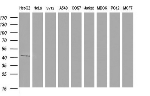 Apolipoprotein A-V Antibody - Western blot of extracts (35ug) from 9 different cell lines by using anti-APOA5 monoclonal antibody (HepG2: human; HeLa: human; SVT2: mouse; A549: human; COS7: monkey; Jurkat: human; MDCK: canine; PC12: rat; MCF7: human).