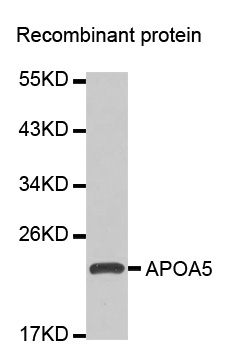 Apolipoprotein A-V Antibody - Western blot analysis of extracts of Recombinant protein.
