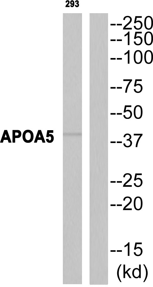 Apolipoprotein A-V Antibody - Western blot of extracts from 293 cells, using APOA5 antibody.