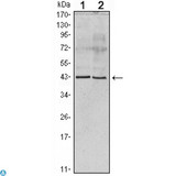Apolipoprotein A-V Antibody - Western Blot (WB) analysis using ApoA-V(ab) Monoclonal Antibody against Human Serum (1) and Apoa5 recombinant protein (2).