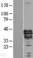 Apolipoprotein A-V Protein - Western validation with an anti-DDK antibody * L: Control HEK293 lysate R: Over-expression lysate