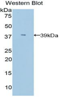 Apolipoprotein C-I Antibody - Western blot of recombinant Apolipoprotein C-I / APOC1.  This image was taken for the unconjugated form of this product. Other forms have not been tested.