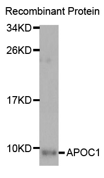 Apolipoprotein C-I Antibody - Western blot analysis of extracts of Recombinant Protein cells.