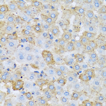 Apolipoprotein C-I Antibody - Immunohistochemistry of paraffin-embedded rat liver tissue.