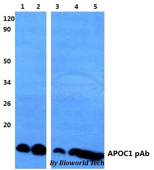 Apolipoprotein C-I Antibody - Western blot of APOC1 antibody at 1:500 dilution. Lane 1: HEK293T whole cell lysate. Lane 2: sp2/0 whole cell lysate. Lane 3: H9C11 whole cell lysate.