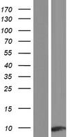 Apolipoprotein C-I Protein - Western validation with an anti-DDK antibody * L: Control HEK293 lysate R: Over-expression lysate