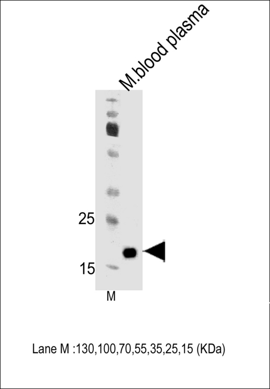 APOM / Apolipoprotein M Antibody - Mouse Apom Antibody western blot of mouse blood plasma tissue lysates (35 ug/lane). The M lane is the marker. The Apom antibody detected the Apom protein (arrow).