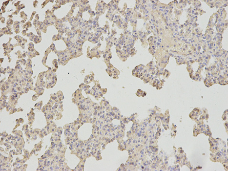 APOM / Apolipoprotein M Antibody - Immunohistochemistry of paraffin-embedded mouse lung using APOM antibody at dilution of 1:200 (200x lens).